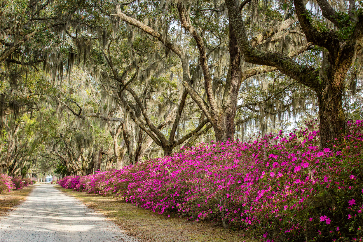 Bonaventure Azaleas