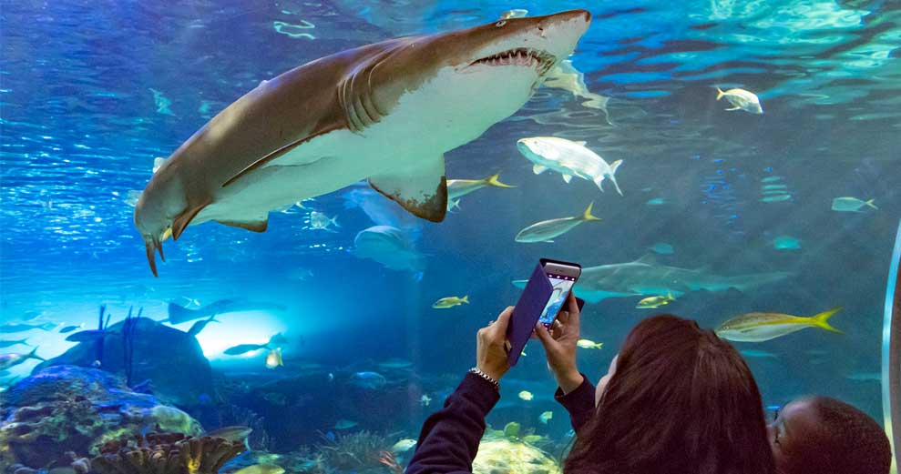 Ripley’s Aquarium of Canada Designated as First Autism Certified Attraction in Canada