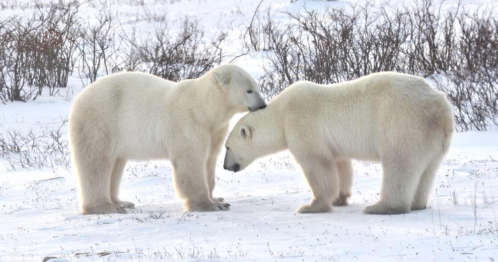 5 Things You Didn’t Know About Churchill Manitoba